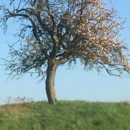 Sunshine Waldsolms